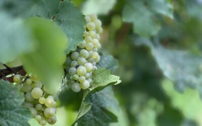 Ökumenischer Gottesdienst im Weinberg