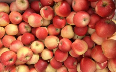Ökumenischer Gottesdienst zum Bauernmarkt